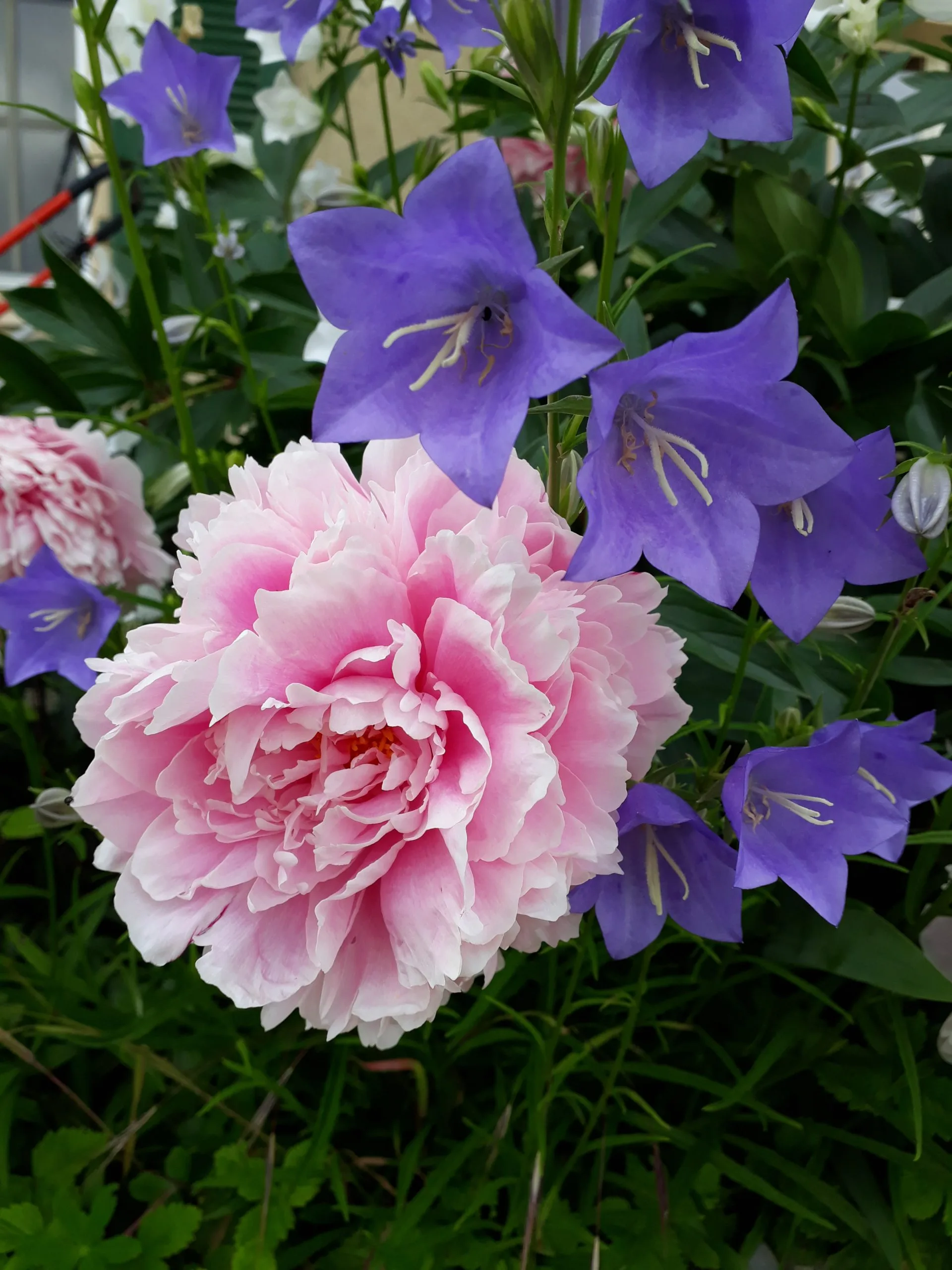 Garten im Griff Blumenbeet